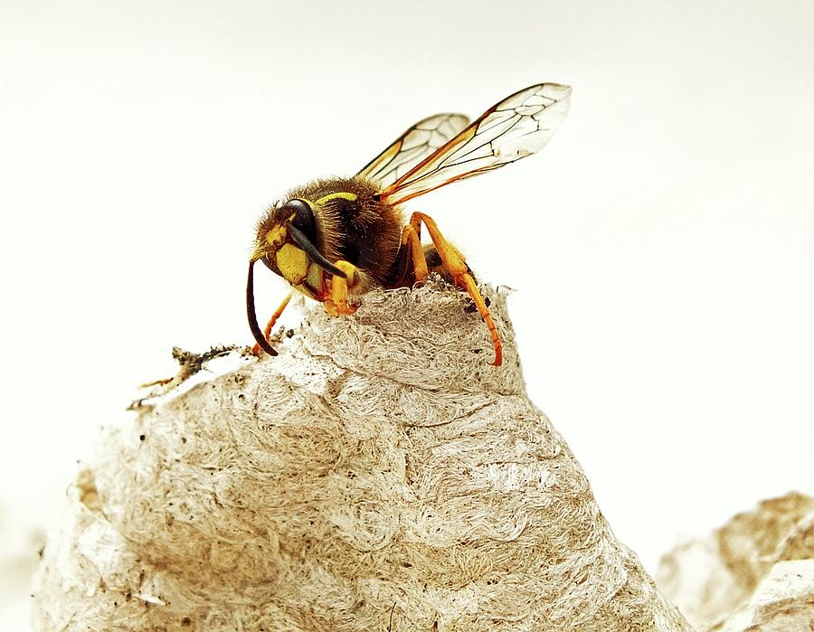 Queen Wasp Emerging From Nest Photograph by Ian Gowland