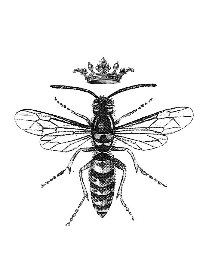 Queen Wasp Drawing by Pati Photography