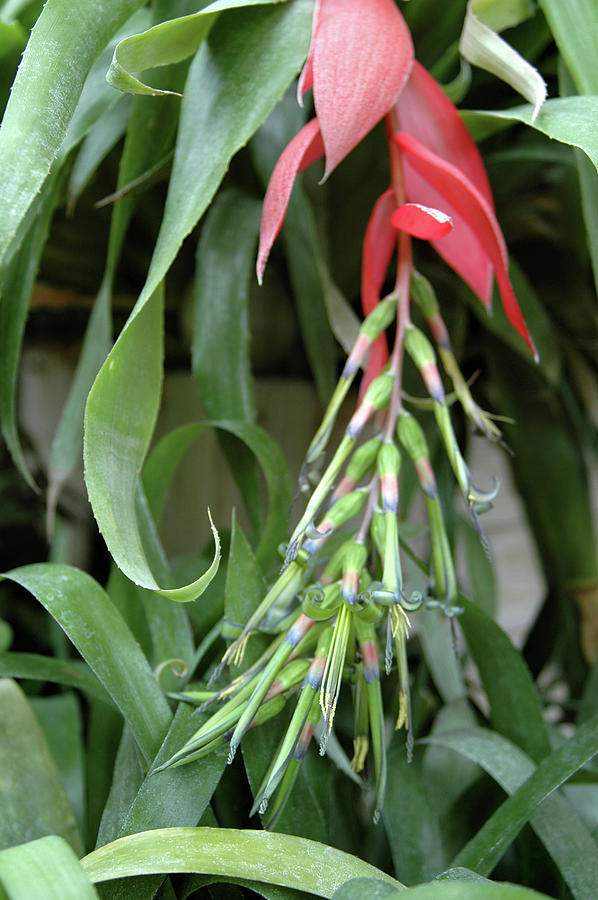 Nature Photograph - Queens Tears (billbergia Nutans) by Frank M Hough/science Photo Library