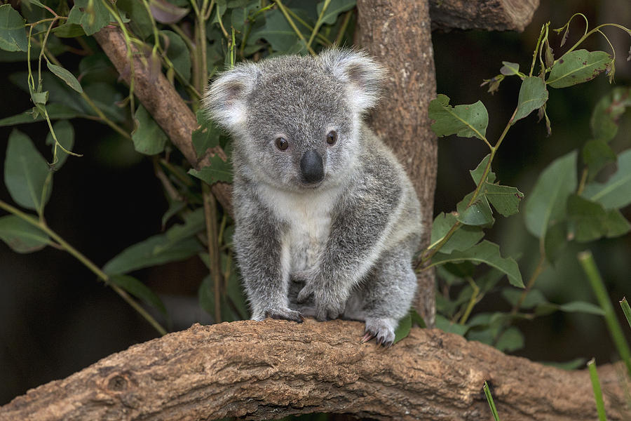 Queensland Koala Juvenile Australia Photograph by San Diego Zoo