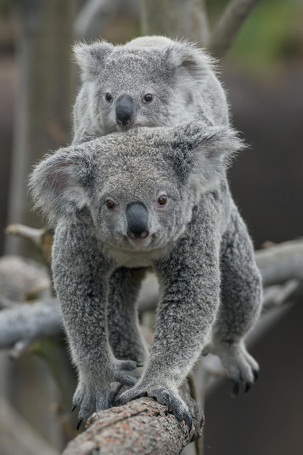 Queensland Koala With Joey Photograph by Zssd
