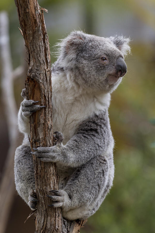 Queensland Koala Photograph by Zssd