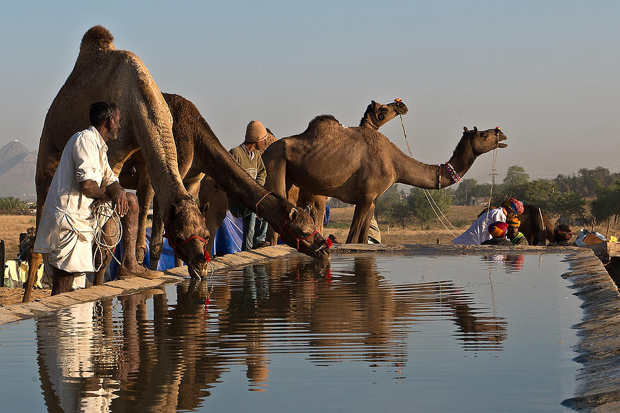 Quenching Thirst Photograph by Mukesh Srivastava - Fine Art America