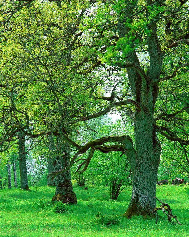Quercus Robur Photograph by Bjorn Svensson/science Photo Library