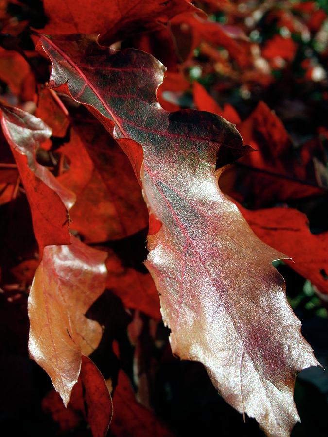 Quercus Rubras (american Red Oak Leaf) Photograph by Ian Gowland/science Photo Library