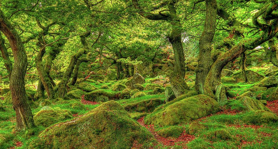 Quercus Woodland by David Vickers
