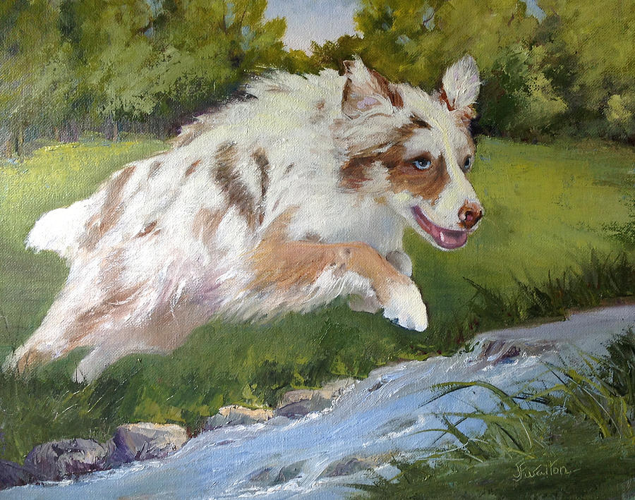 Australian Shepherd Painting - Quest by Judy Fischer Walton