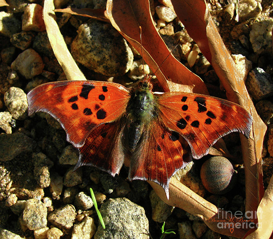 Question Mark Butterfly Photograph by Donna Brown