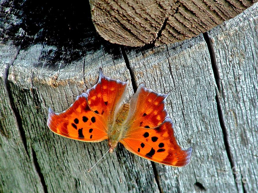 Question Mark Butterfly Photograph by Marilyn Smith