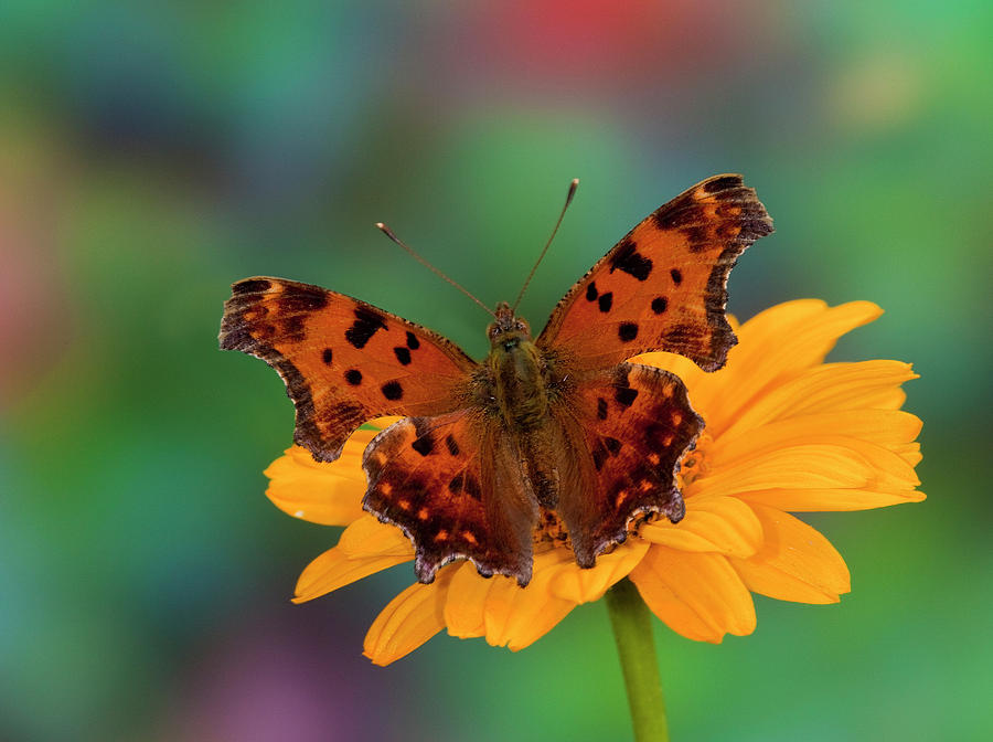 Question Mark Butterfly, Polygonia Photograph By Darrell Gulin - Pixels