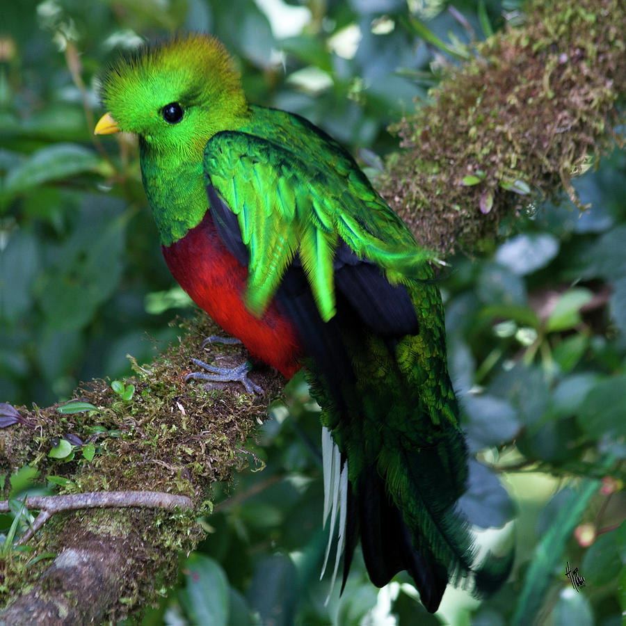 Bird Photograph - Quetzal by Heiko Koehrer-Wagner
