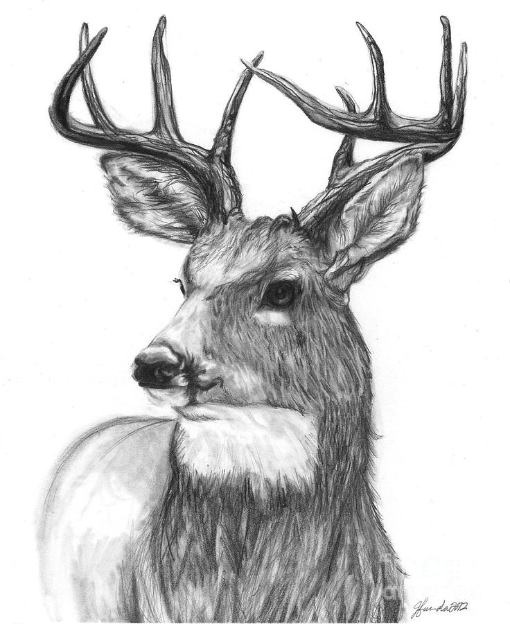 quick steps in the woods drawing by j ferwerda quick steps in the woods drawing by j ferwerda
