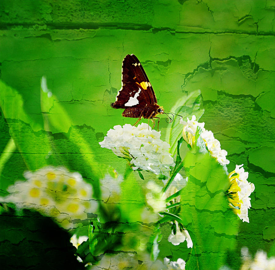 Quiet Butterfly Photograph by Reese Lewis