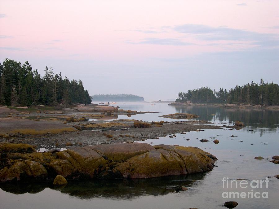Eagle Photograph - Quiet Cove by Lisa Schafer