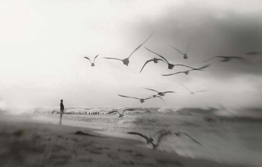 Bird Photograph - Quiet Dreams... by Anna Niemiec