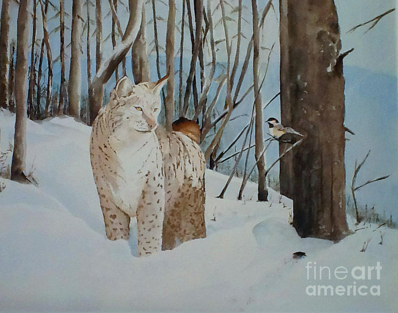 Bobcat Painting - Quiet Forest by Harold Teel