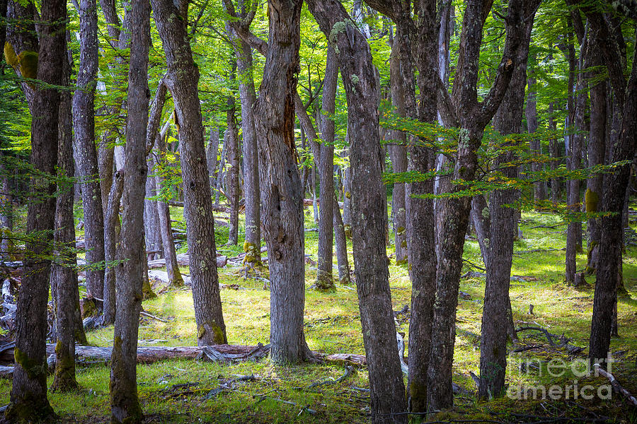 Quiet Forest Photograph by Inge Johnsson