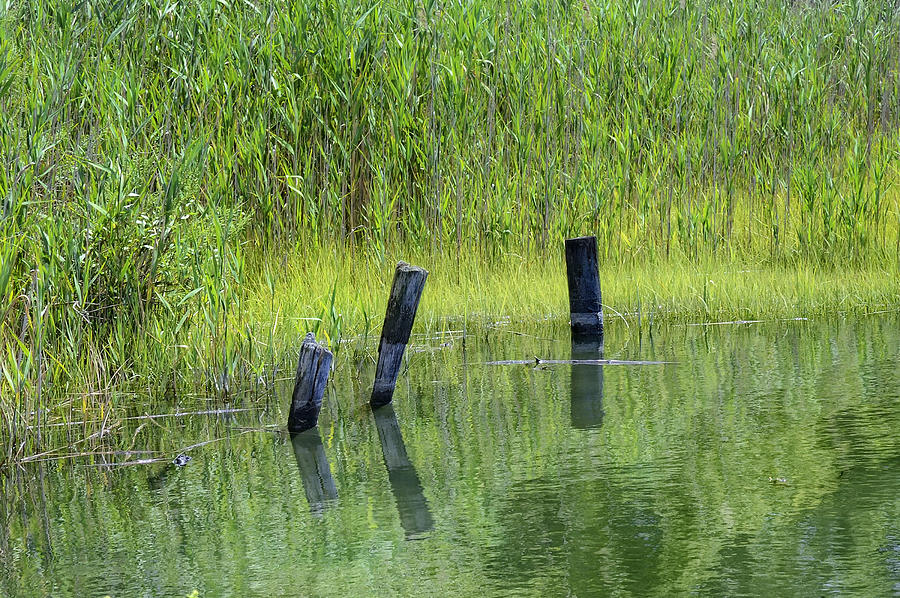 Quiet green waters Connecticut saltwater marsh  Photograph by Marianne Campolongo