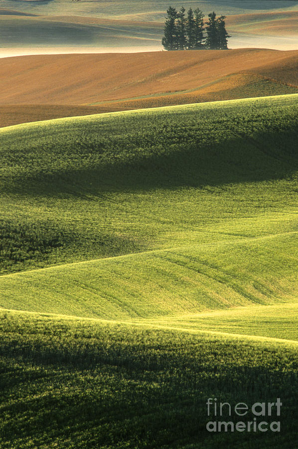 Quiet Morning In The Palouse  Photograph by Sandra Bronstein