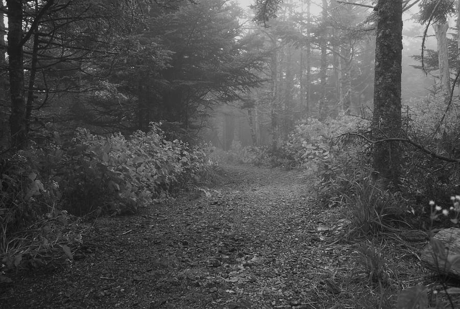 Quiet Path In The Woods Photograph by Richard Booth - Pixels