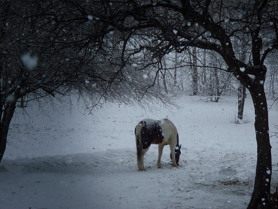 Quiet Snowfall Photograph by Joy Nichols