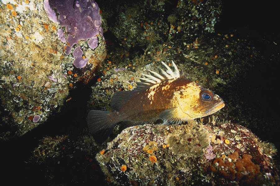 Quillback Rockfish Photograph by F. Stuart Westmorland