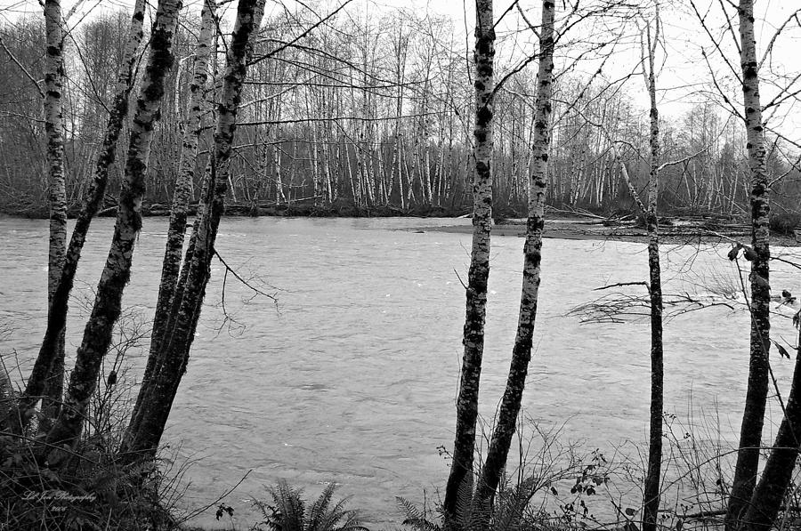 Quinalt River In Black and White Photograph by Jeanette C Landstrom