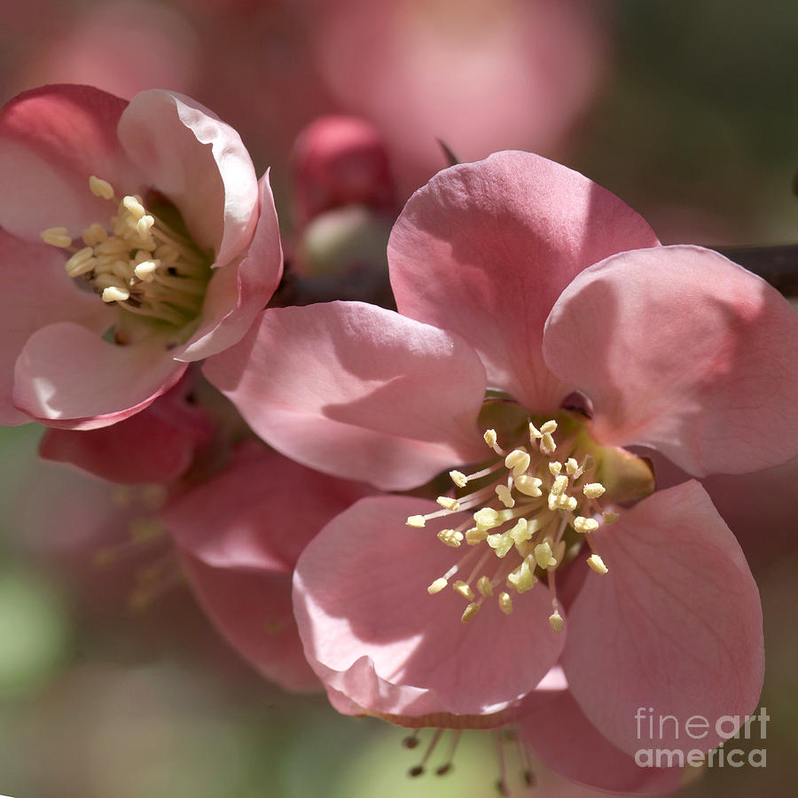 Spring Photograph - Quince 5207 Macro by Terri Winkler