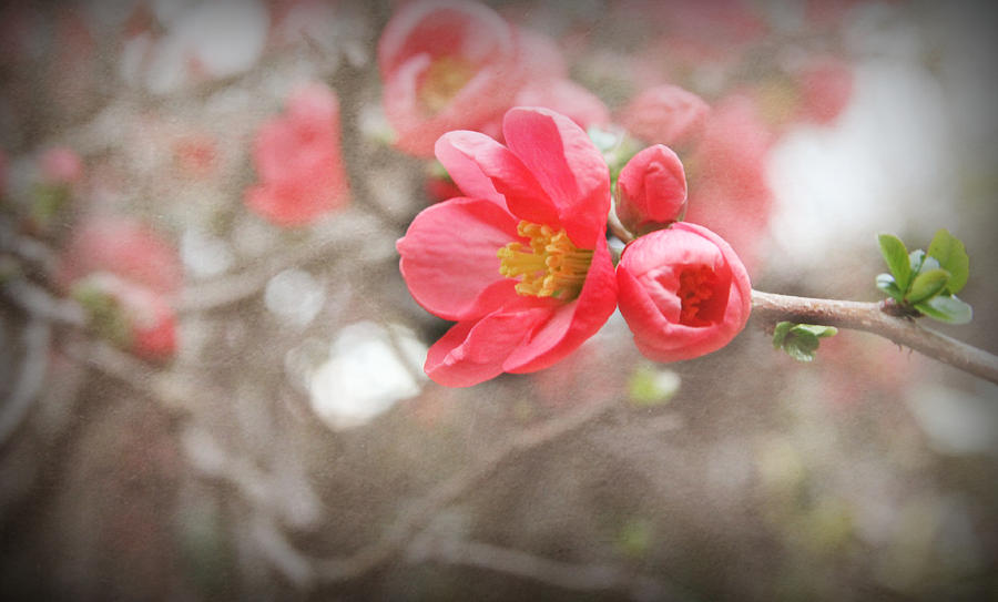 Quince Blossoms Photograph by KATIE Vigil