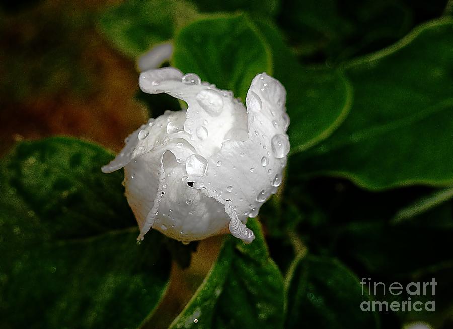 Quince bud after rain Photograph by Amalia Suruceanu
