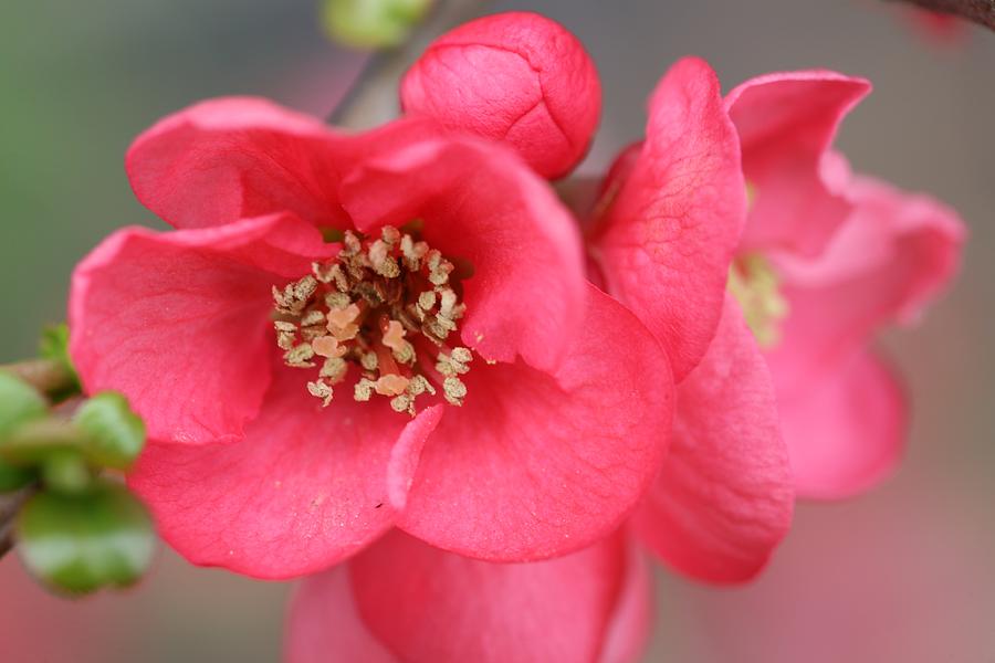 Nature Photograph - Quince Chaenomeles by Mark Severn
