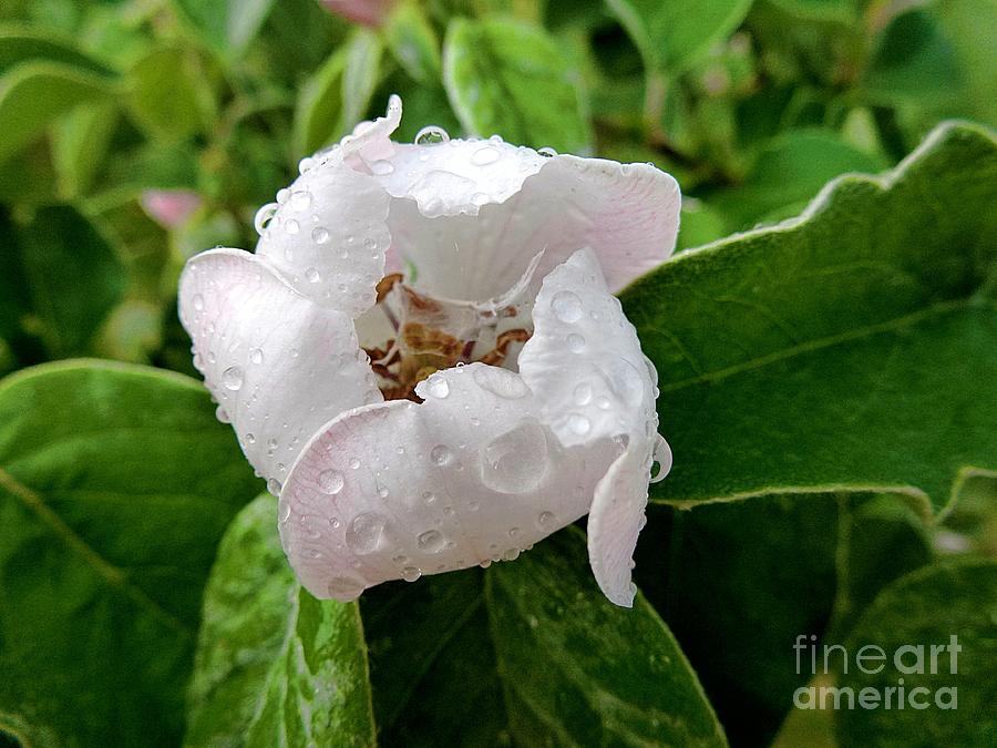 Quince flower after rain Photograph by Amalia Suruceanu