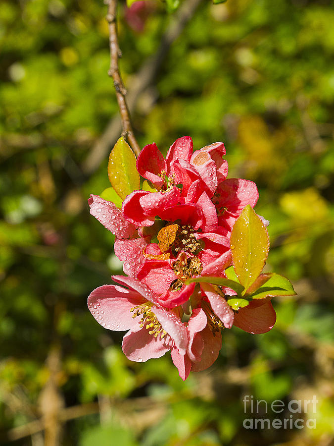 Quince Flowers after shower of Rain Photograph by Brenda Kean
