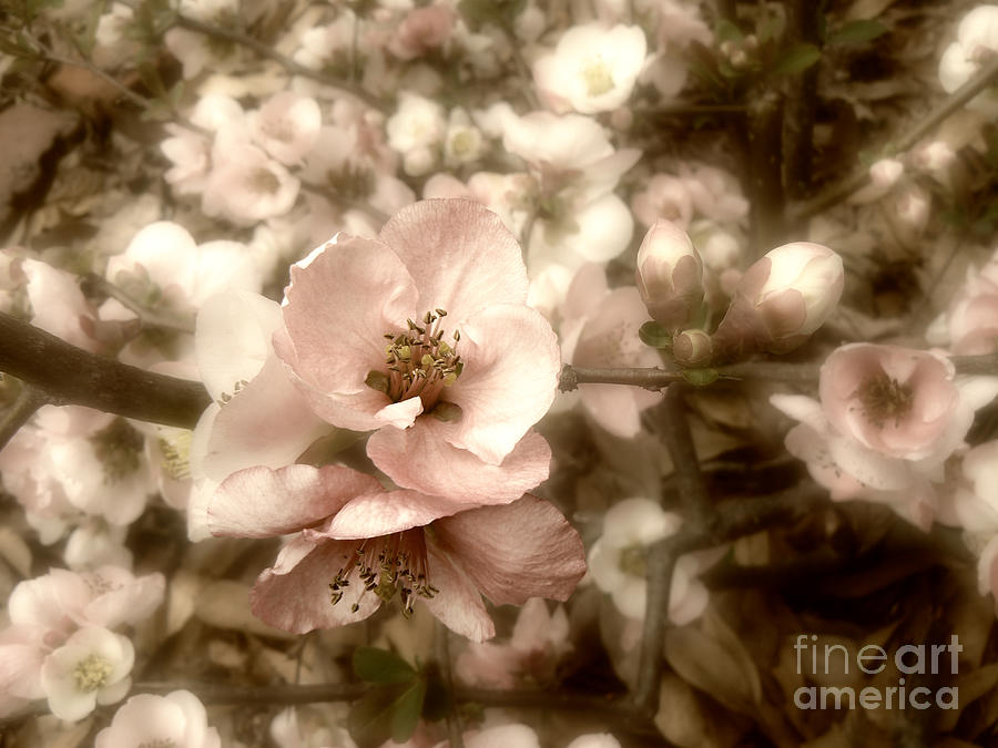 Quince Flowers in Spring Photograph by MM Anderson