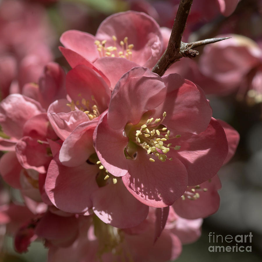 Spring Photograph - Quince Macro 5205 by Terri Winkler