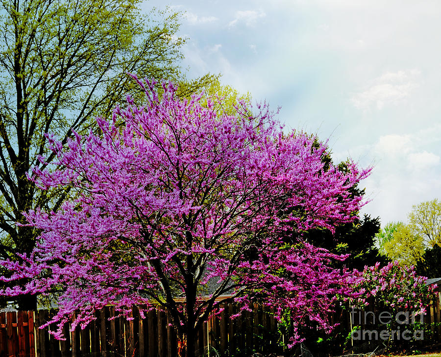 Quincy Illinois Red Bud Tree Photograph by Luther Fine Art