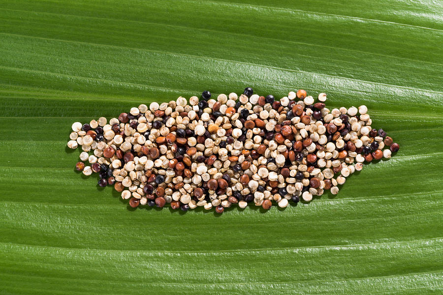 Quinoa Grain on Green Leaf Photograph by MirageC