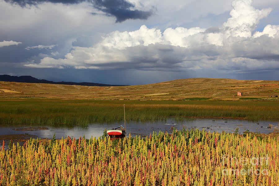 Quinoa on shore of Lake Titicaca Photograph by James Brunker