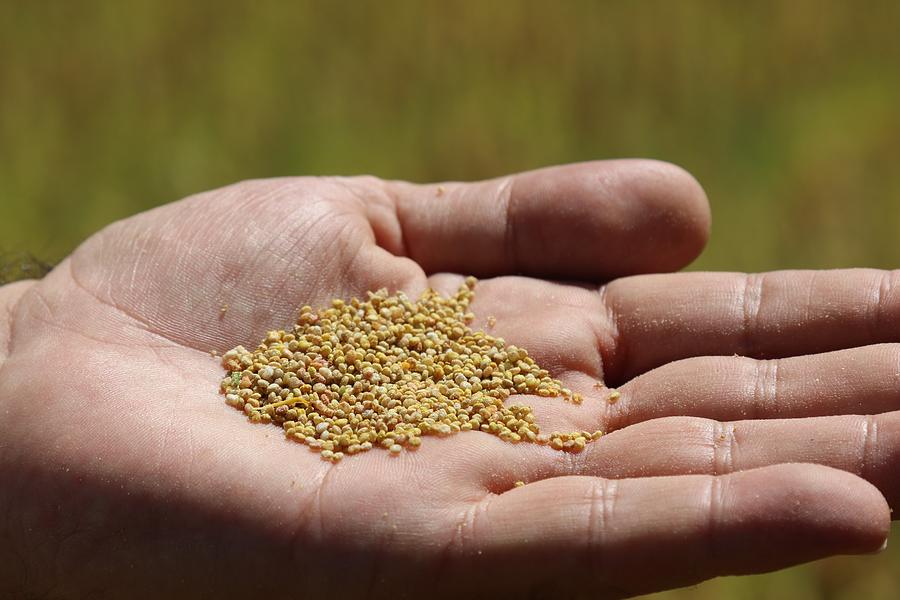 Quinoa production in Turkey Photograph by Anadolu Agency