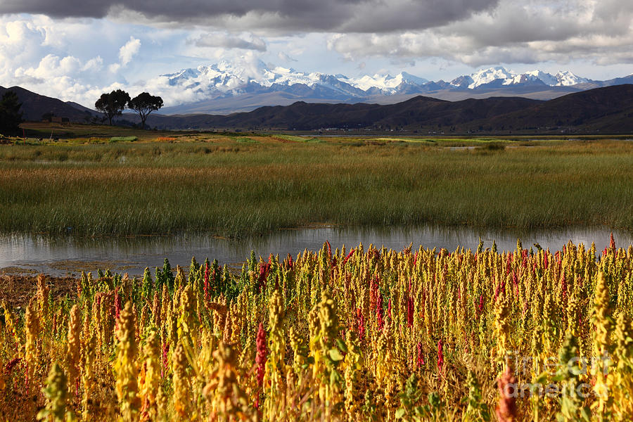Quinoa The Andean Cereal Photograph by James Brunker