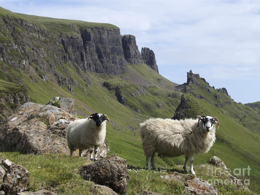 Blackface Sheep - Quiraing - Isle of Skye Photograph by Phil Banks