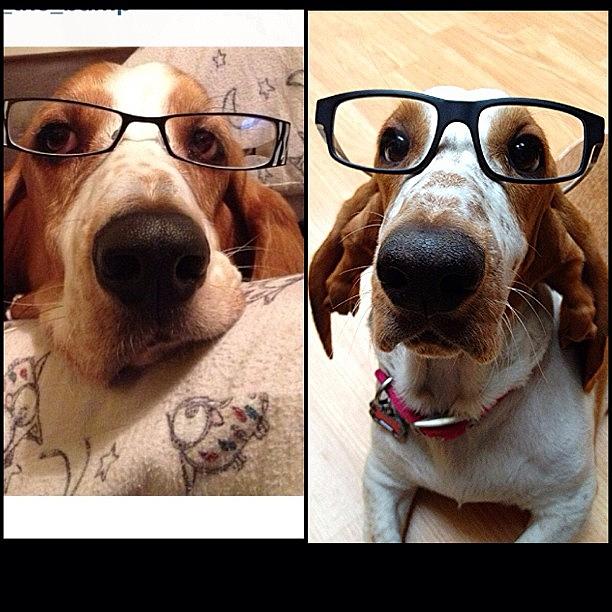Dog Photograph - Quite The Studious Looking Pair Of by Jim Neeley