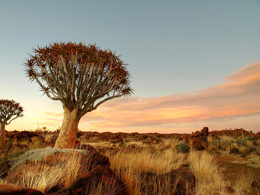 Quiver Tree and Rocky Landscape Photograph by Focus_on_Nature