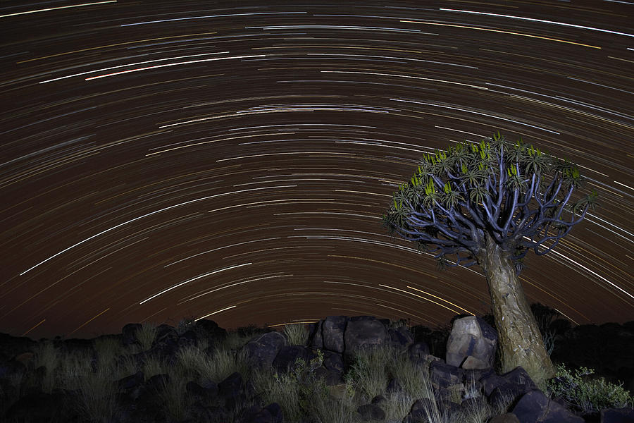 Quiver Tree And Star Trails Photograph by Vincent Grafhorst