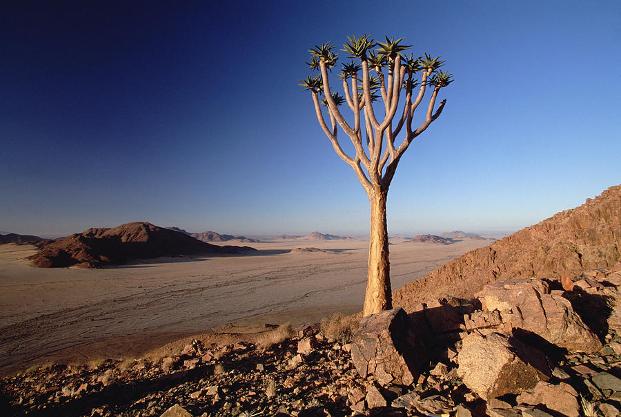 Quiver Tree At Dawn Namib-naukluft Np Photograph by Gerry Ellis