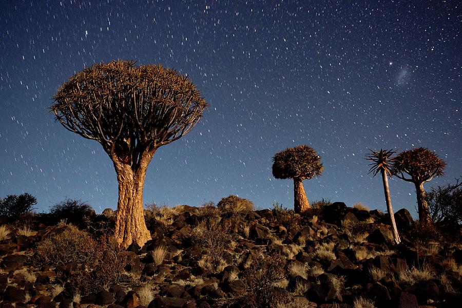 Quiver Tree Forest At Night Showing Stars Photograph by Tony Camacho