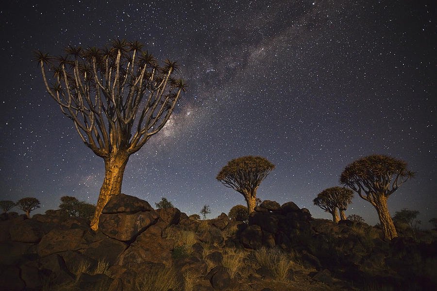 Quiver Trees andThe Milky Way Photograph by Vincent Grafhorst