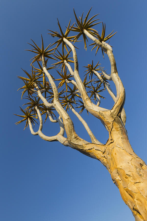 Quiver Tree Keetmanshoop Namibia Photograph by Vincent Grafhorst