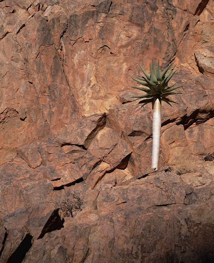 Quiver Tree Namib-naukluft Photograph by Gerry Ellis