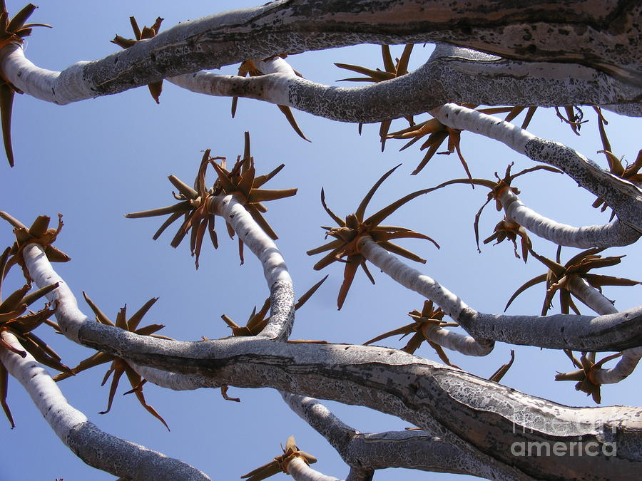 maidens quiver tree